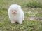 น้องปอม เพศเมีย สีขาว 