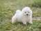 น้องปอม สีขาว เพศผู้ 