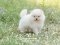 น้องปอม เพศผู้ สีครีม 