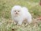 น้องปอม สีขาว สำลี 