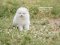 น้องปอม เพศผู้ สีขาว 
