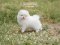 น้องปอม เพศผู้ สีขาว 