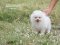 น้องปอม เพศเมีย สีขาว 