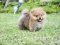 น้องปอม เพศเมีย ไซร์เล็ก 