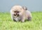 น้องปอม เพศเมีย ไซร์เล็ก หน้าหมี 