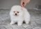น้องปอม เพศผู้ สีครีม น่ารัก 