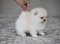น้องปอม เพศผู้ สีครีม น่ารัก 