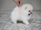 น้องปอม เพศผู้ สีครีม น่ารัก 