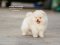 น้องปอม เพศผู้ สีครีม 