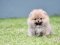 น้องปอม เพศผู้ สีส้ม ไซร์เล็ก 