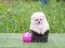 น้องปอม ขาวครีม เพศเมีย 