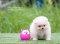 น้องปอม ขาวครีม เพศเมีย 