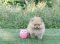 น้องปอม เพศผู้ สีส้ม