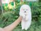 น้องปอม สีขาวครีม เพศผุ้ 