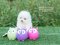 น้องปอม สีขาว เพศเมีย ทีคัพ 
