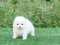 น้องปอม สีขาว เพศเมีย ทีคัพ 