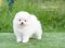 น้องปอม สีขาว เพศเมีย 