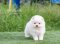 น้องปอม สีขาว เพศเมีย 