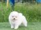 น้องปอม สีขาว เพศเมีย 