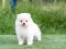 น้องปอม เพศเมีย สีขาวครีม 