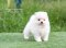 น้องปอม เพศเมีย สีขาวครีม 