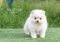 น้องปอม เพศเมีย สีขาวครีม 