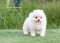 น้องปอม เพศเมีย สีขาวครีม 