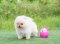 น้องปอม เพศเมีย สีครีม เกรดโชว์ 