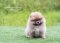 น้องปอม เพศเมีย สีน้ำตาล 