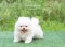 น้องปอม สีครีม เพศผู้ 