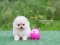 น้องปอม เพสผู้ สีครีม 