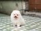 น้องปอม เพศผู้ สีขาวครีม 