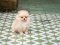 น้องปอม เพศเมีย สีครีม 