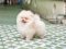 น้องปอม เพศผู้ สีครีม 