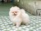 น้องปอม เพศผู้ สีครีม 
