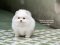 น้องปอม สีขาว เพศผู้ 