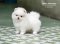 น้องปอม สีขาวครีม เพศผู้ 