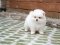 น้องปอม สีขาวครีม เพศผู้ 