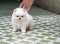 น้องปอม สีขาวครีม เพศผู้ 