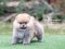 น้องปอม เพศผู้ สีส้ม 