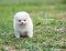น้องปอม เพศเมีย สีขาว ทีคัพ 