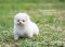 น้องปอม เพศเมีย สีขาว ทีคัพ 