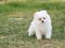 น้องปอม สีขาวครีม เพศผู้ 