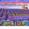 10 วัน บาร์เซโลนา – อันดอร์รา – ริเวียร่า - ลาเวนเดอร์-EK