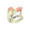 ANGE ยางกัดคล้องมือช้างแบบ 3D Elephant Bracelet Teether