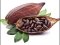 Cacao Organic Active