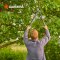 Gardena Pruning Lopper TeleCut Pro S 52-67 cm. (12040-20)