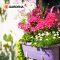 Fully Automatic Flower Box Watering