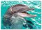 8935 Smiling Dolphin Cardboard Jigsaw Puzzle - 60 Pieces