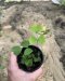 Adiantum erylliae